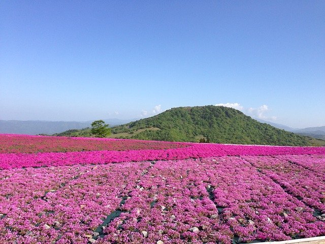 5月2日の誕生花は?特徴・花言葉や名所を紹介!縁のある誕生石や出来事も!
