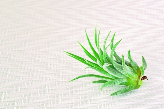 イオナンタとは？種類・特徴や花後の管理、着生の仕方など詳しく解説！のイメージ