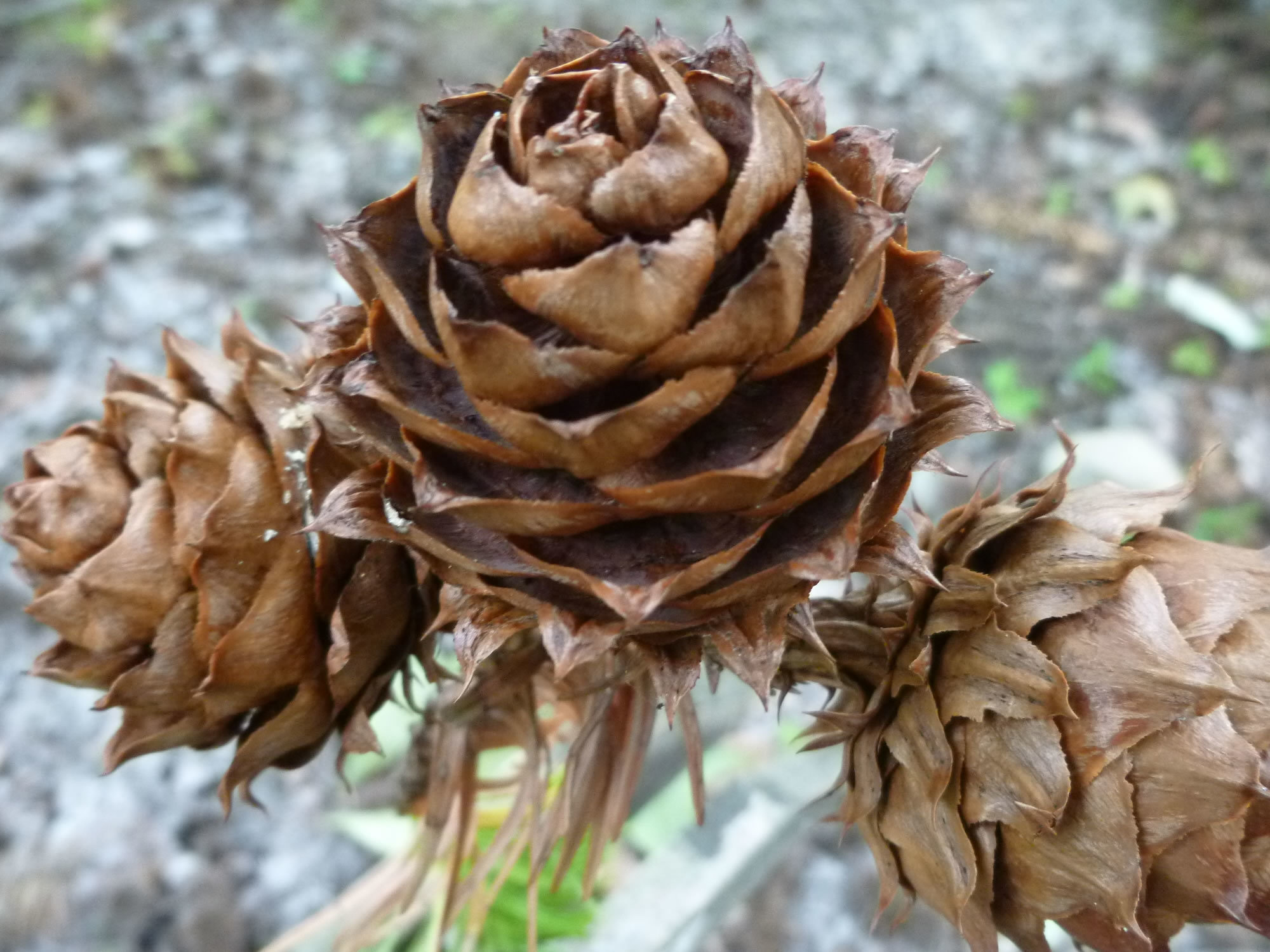 シダーローズとは?バラのように開かせる手順や下処理の仕方を解説!