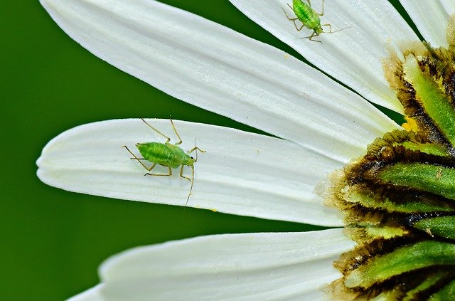 油虫(アブラムシ)の生態を紹介!種類や天敵にはどんなものがある?のイメージ