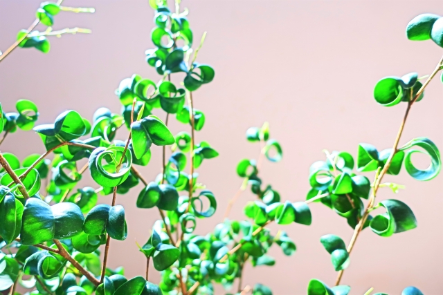 ベンジャミンバロックの育て方！置き場所や施肥、手入れの仕方を解説！のイメージ