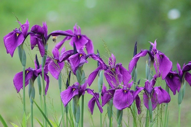 5月5日の誕生花って?育て方・神話が由来の花言葉!記念日も!
