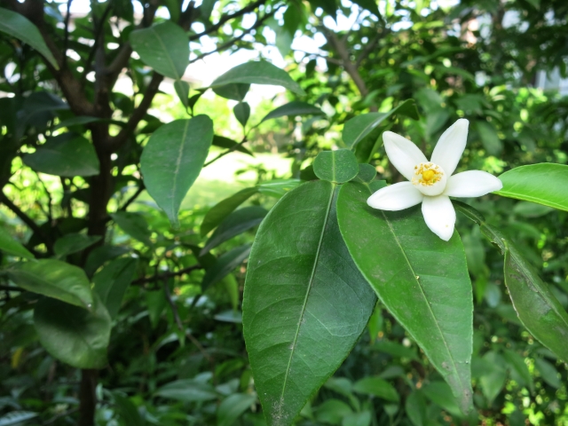 5月6日の誕生花についてご紹介!花言葉や活用方法、誕生石に有名人も!