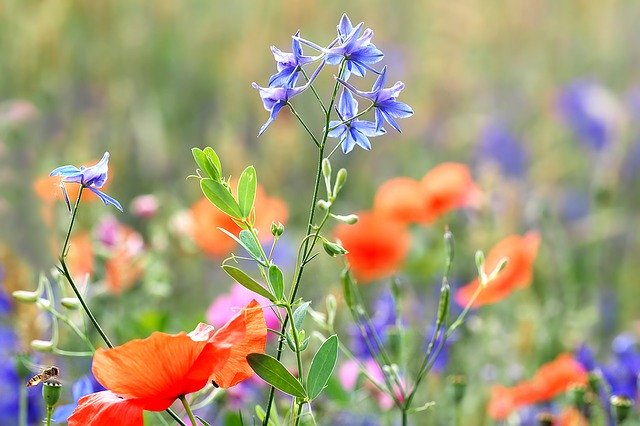 5月10日の誕生花をご紹介!特徴や花言葉・誕生石にゆかりの有名人も!のイメージ