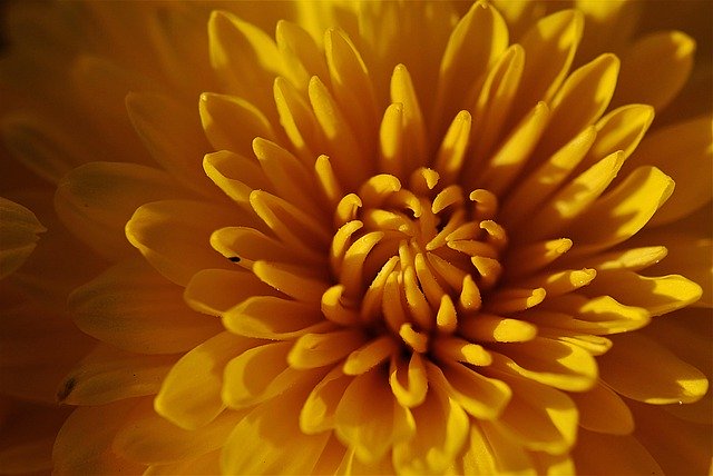 家紋に使われている植物一覧11選!各種の特徴や由来をご紹介!