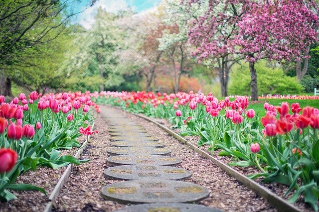 春に咲く花13選!開花時期や特徴を紹介!3月4月に咲く花といえば?