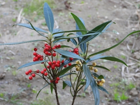 カラタチバナとは？名前の由来などの特徴や育て方をご紹介！のイメージ