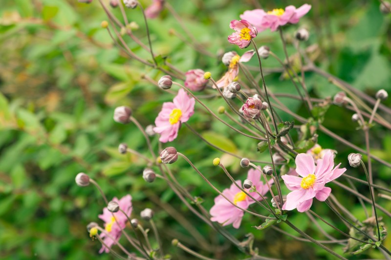 秋明菊(シュウメイギク)とは?特徴や植え替えの時期・手順を解説!