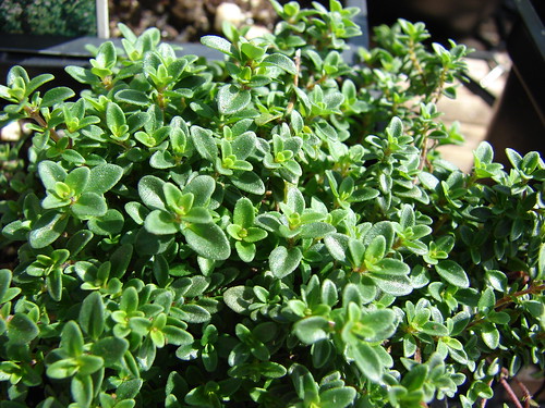 レモンタイムの育て方!鉢植えで上手に育てるコツは?耐寒性はある?