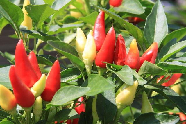 観賞用トウガラシの育て方!種まき・植え付けの時期や増やし方を紹介!