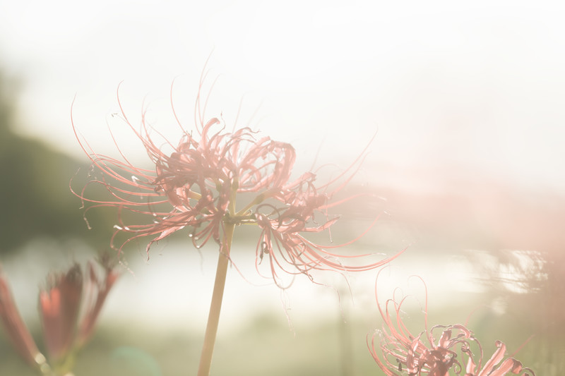 「彼岸入り」とは？時期・意味やお供えに向いている花を季節別に紹介！のイメージ