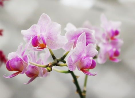 「蘭の花」の育て方!植え替え方法・花後の管理について詳しく解説!