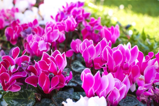 ガーデンシクラメンとは？その特徴・魅力は？普通のシクラメンとは違うの？のイメージ