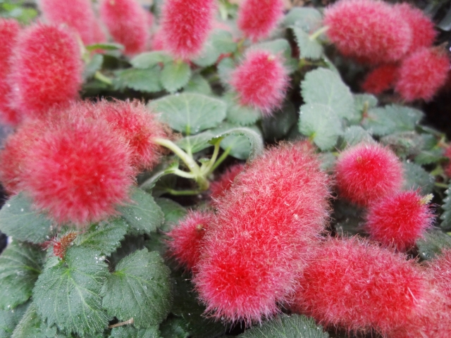 キャットテールとは?特徴と育て方を解説!名前の由来や猫との関係は?