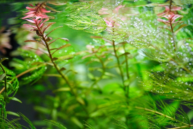 ルドウィジアとは?どんな水草?赤い葉の特徴・種類や育て方をご紹介!