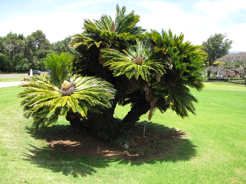 ソテツ(蘇鉄)の育て方!植える場所はどこがいい?冬越しのコツも解説!