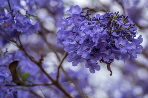 ジャカランダの花が見れるスポットはどこ？花言葉などの特徴もご紹介！