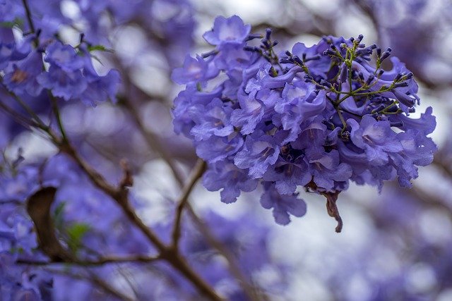 ジャカランダの花が見れるスポットはどこ?花言葉などの特徴もご紹介!のイメージ