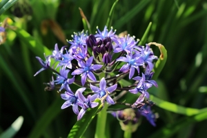 シラーってどんな植物？花の特徴や種類、花後の管理などの育て方を紹介！