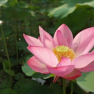 古代蓮の育て方！自宅で種から育てて大輪の花を咲かせる方法を紹介！