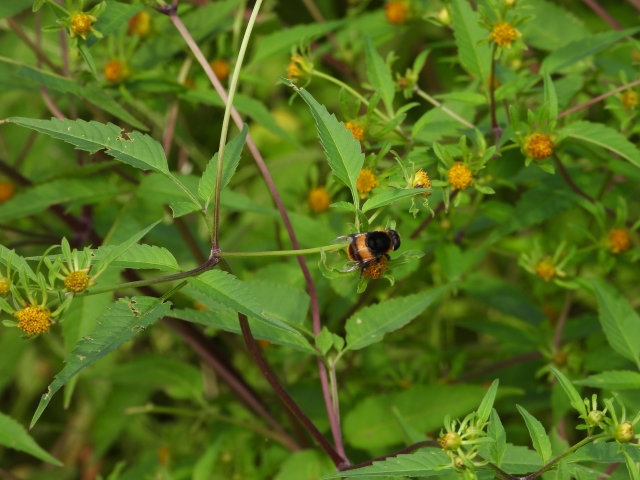 アメリカセンダングサとは?雑草としての特徴や駆除方法をご紹介!