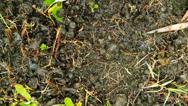 イシクラゲの発生原因と駆除方法!庭に生えるワカメみたいな苔の対策とは?