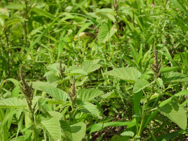 イヌビユとは?特徴や見分け方をご紹介!食べることはできる?