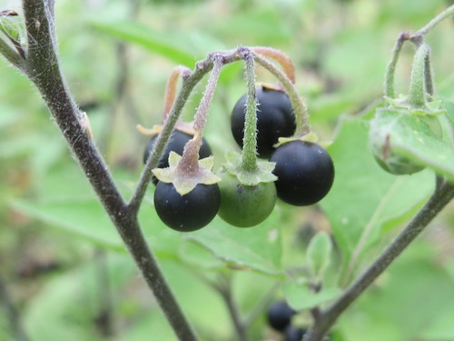 イヌホオズキとは?特徴や見分け方をご紹介!食べることもできる?