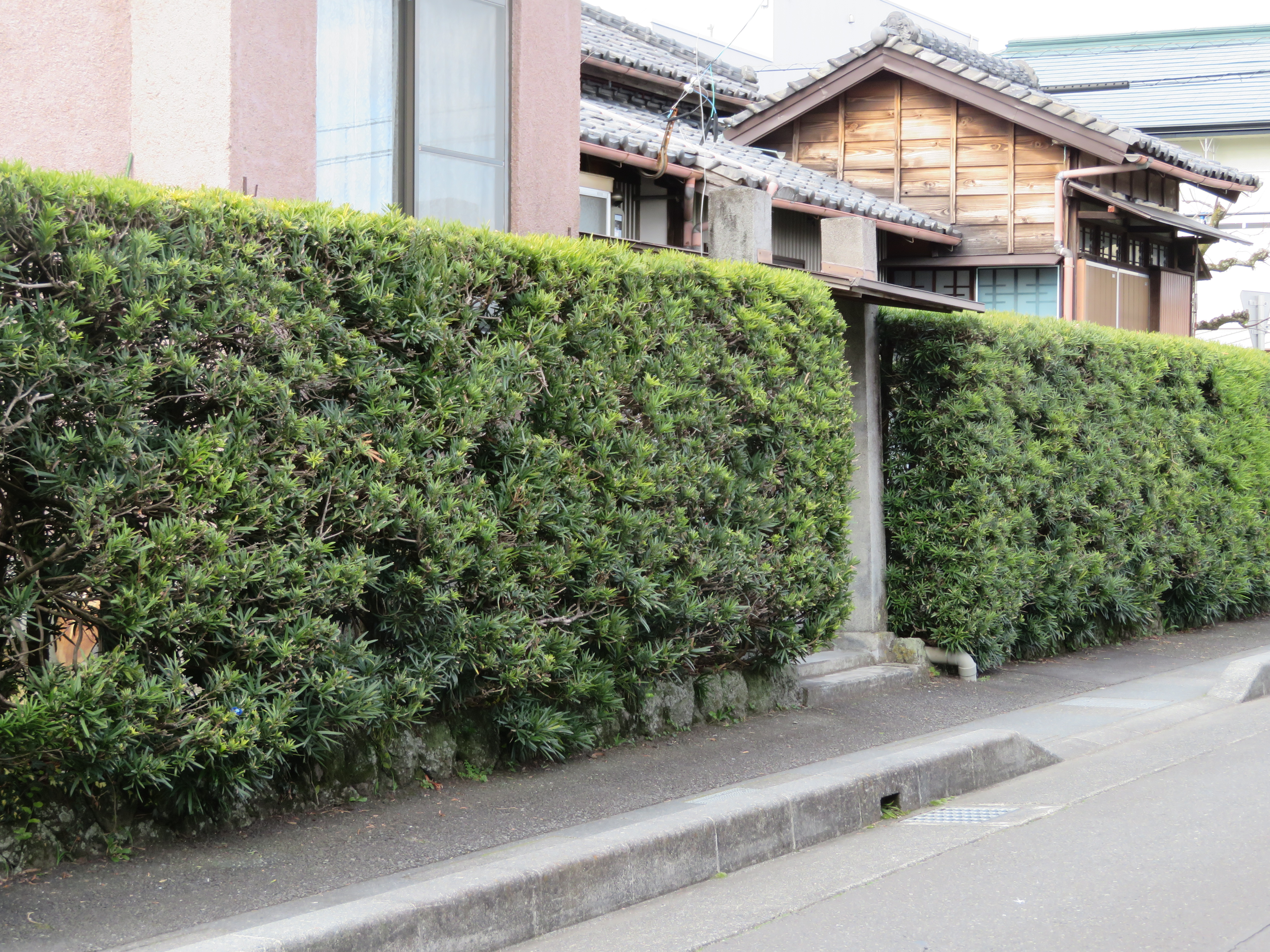 イヌマキ（犬槇）とはどんな植物？特徴・利用方法や育て方をご紹介！のイメージ