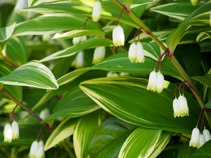 アマドコロ（甘野老）とは？花の特徴・見分け方や食べ方を解説！