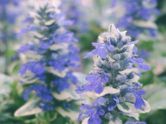 アジュガとはどんな花?特徴や種類を紹介!グランドカバーにもおすすめ?