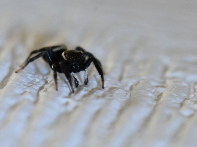 アダンソンハエトリとはどんな蜘蛛？益虫といわれる理由や生態を解説！