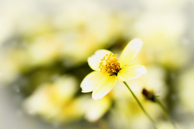 ウインターコスモスとは?花言葉・開花時期などの特徴や育て方を解説!