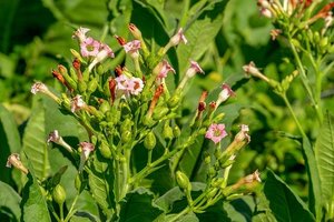 イワタバコ（岩煙草）とは？花や葉の特徴・名前の由来や育て方を解説！