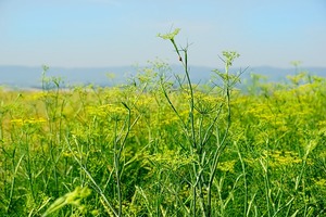 ウイキョウ（茴香）とは？特徴や育て方を紹介！生薬としての効能は？