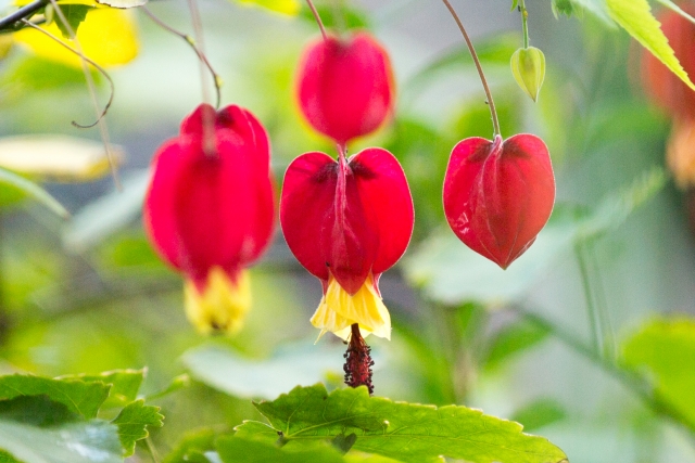 ウキツリボクとは?特徴的な花の概要や育て方のポイントを詳しく解説!