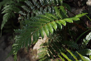 イノデとはどんなシダ植物か？特徴・見分け方・生態などをご紹介！