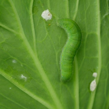 アオムシの発生原因と対策！害虫としての生態や被害を受けやすい野菜は？