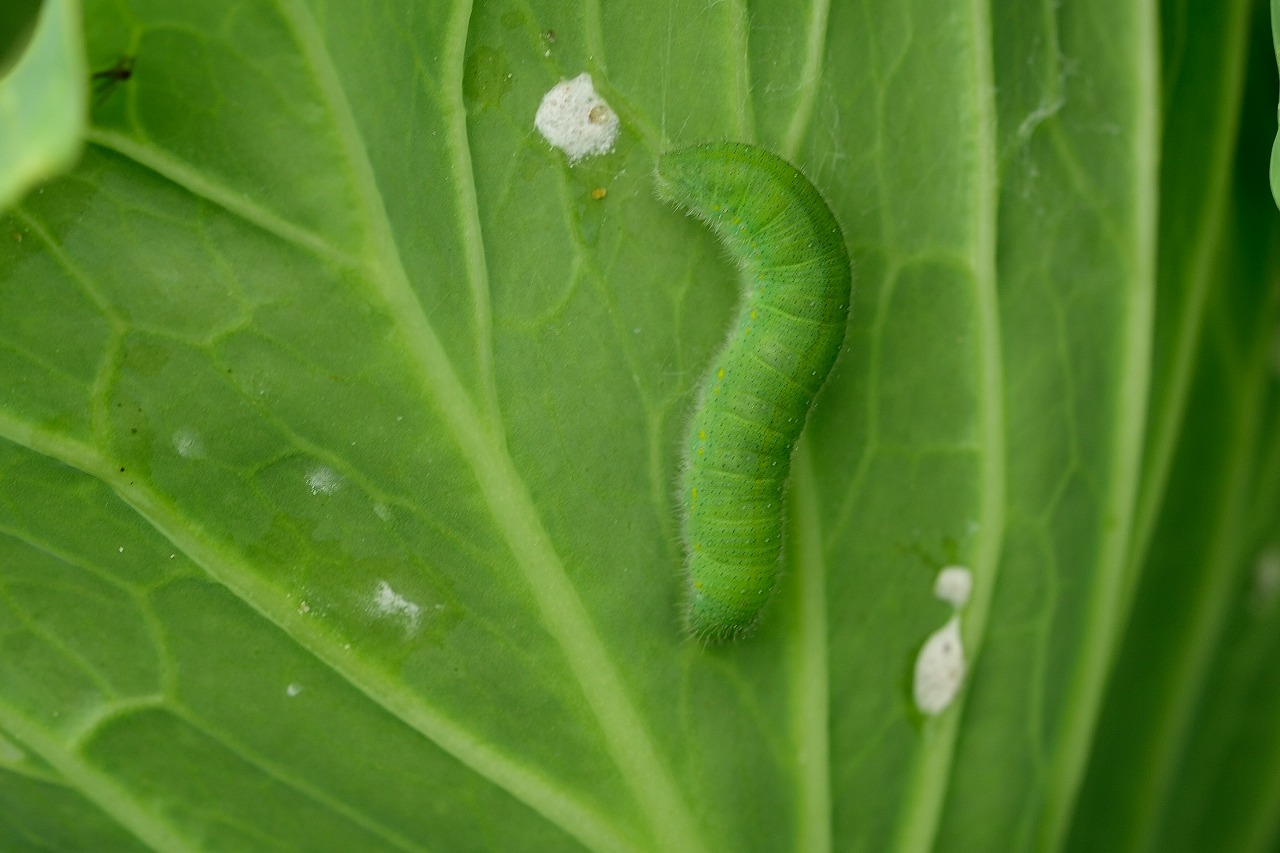 アオムシの発生原因と対策!害虫としての生態や被害を受けやすい野菜は?のイメージ