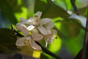 レモンにも花は咲く！白い可憐な花の特徴や開花時期・花言葉をご紹介！