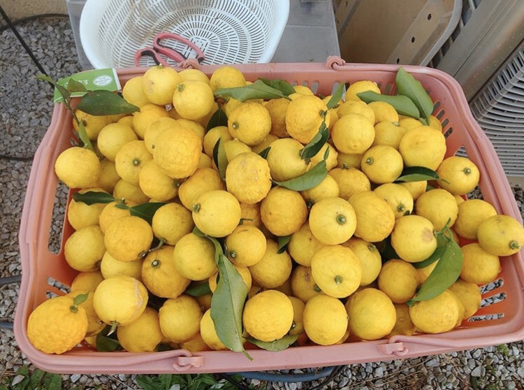 ゆずを長持ちさせる保存方法は?おいしく保存できる加工・保管方法13選!