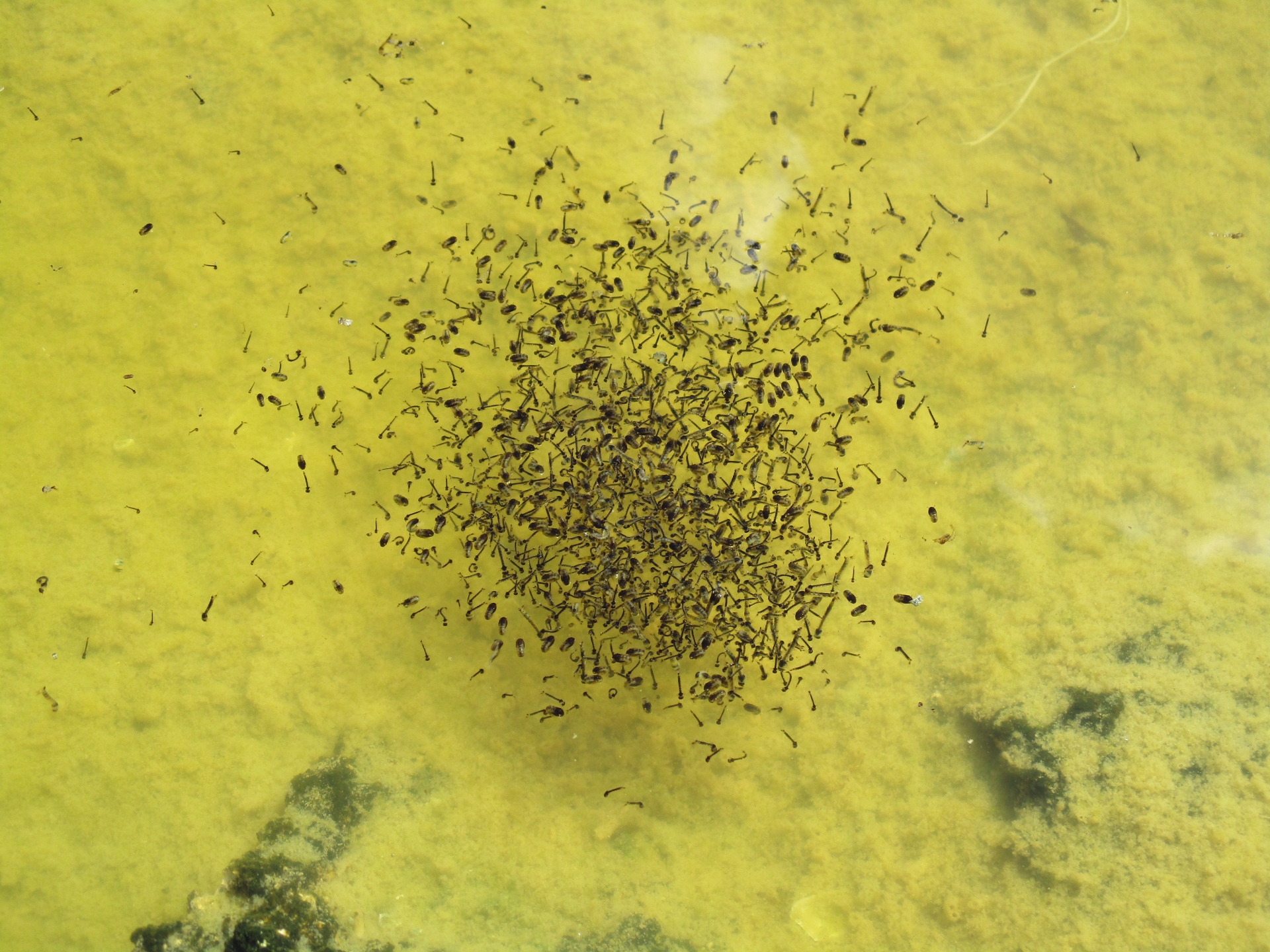 ボウフラの発生原因と駆除方法まとめ!効果的な予防法やおすすめグッズは?