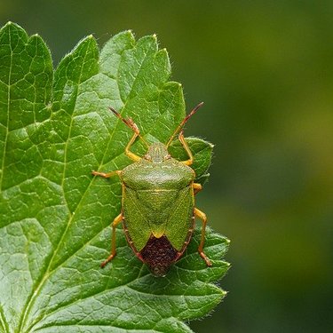 カメムシの発生時期のピークはいつごろ？発生原因と駆除方法をご紹介！