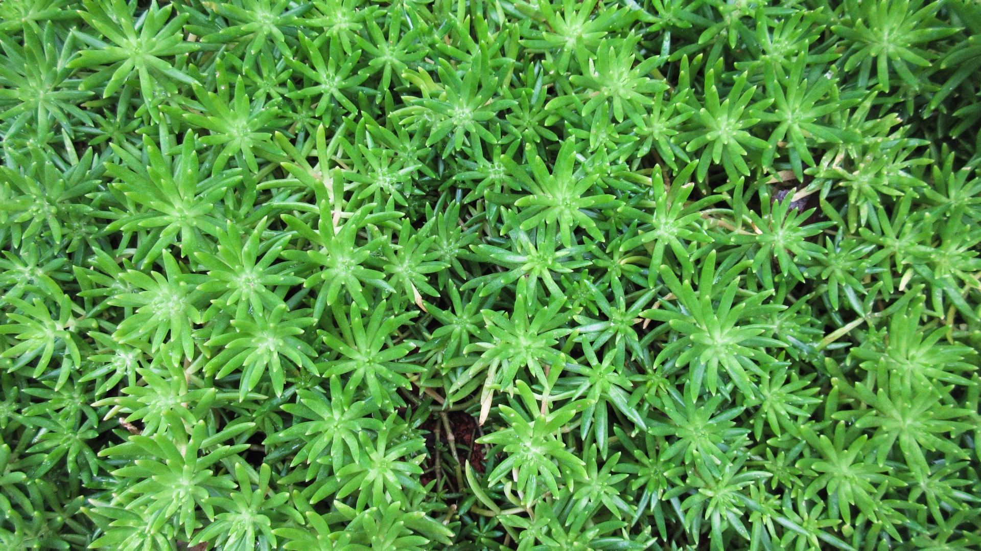 セダムのグランドカバー導入事例5選!管理やお手入れのコツもご紹介