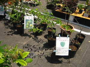 アテモヤの育て方・栽培方法！植え方や手入れのコツから収穫まで解説！