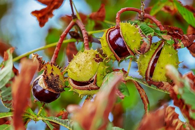 栗の木の育て方!害虫&病気対策は?植え付けから収穫までを解説!
