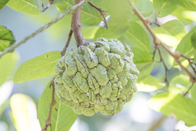 バンレイシとは?果実の特徴や育て方をご紹介!一度は食べてみるべき?