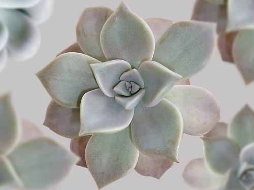 食べられるサボテン「グラパラリーフ」とは?特徴や食べ方をご紹介!