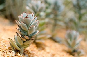 身近で見かける外来種の植物一覧（25種類）気になる名前や原産地は？