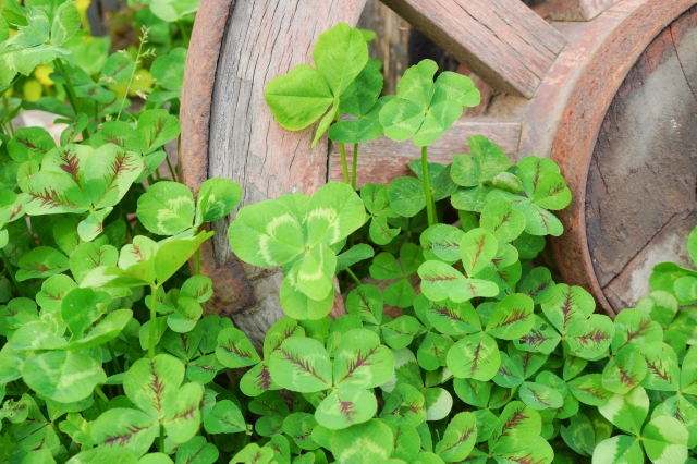 有機肥料の上手な使い方！種類別の上手な選び方や堆肥との違いを解説のイメージ